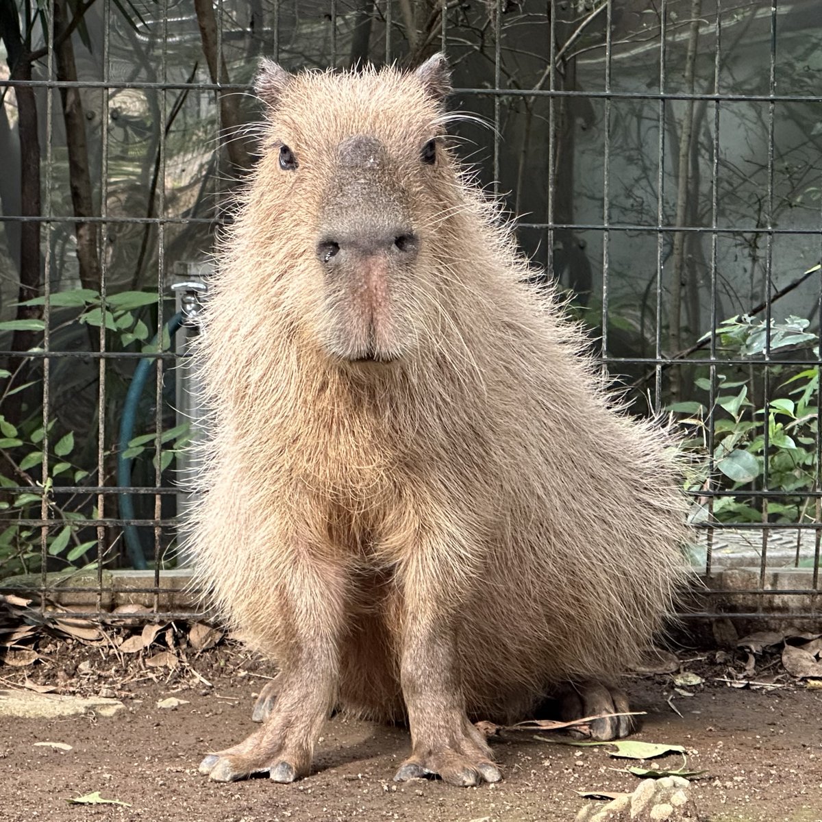 ありがとうピース