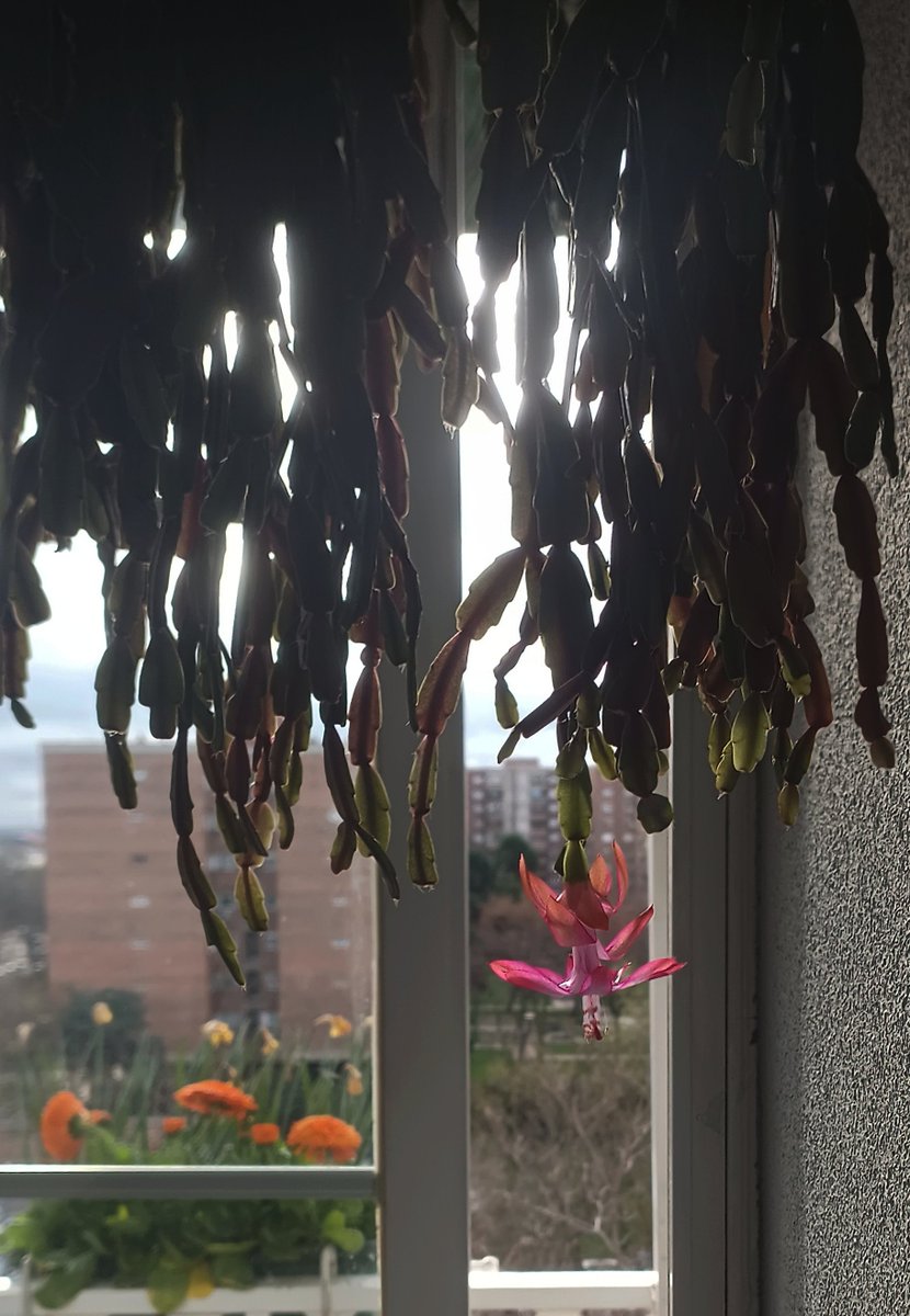 Ver el mundo a través de belleza, pequeña, grande, mediana, a través de lo vivo, lo tierno, lo auténtico, lo generoso, es una forma de supervivencia.