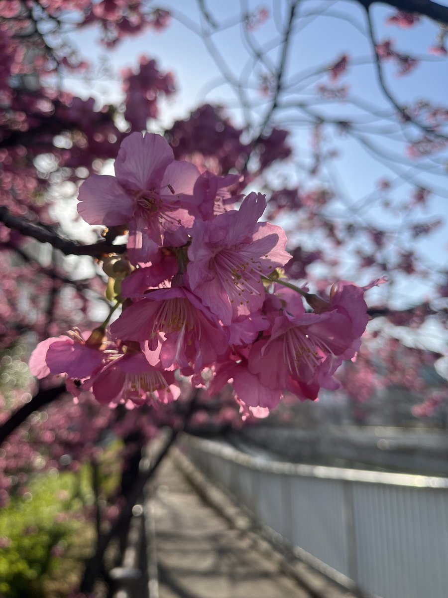 山﨑香@舞台女優 tweet media