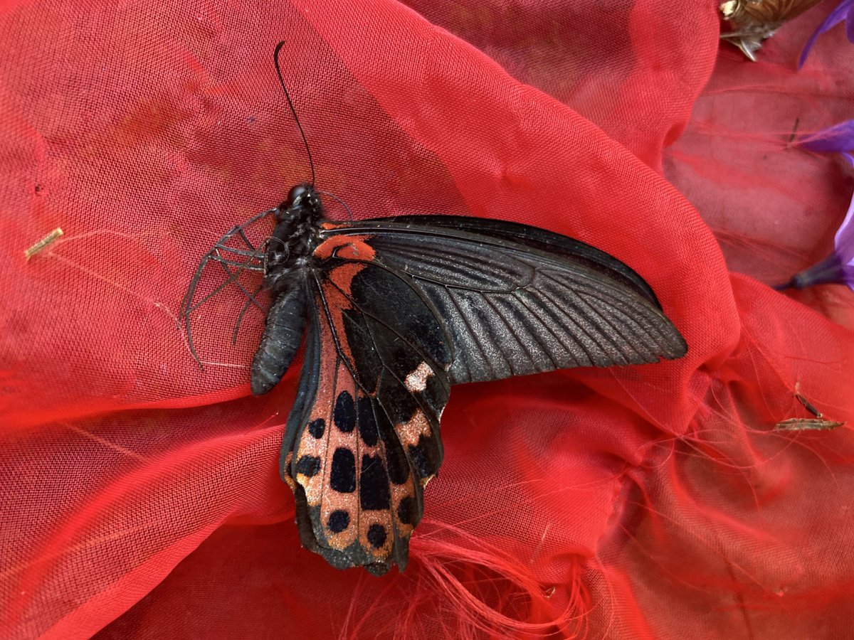 アゲハチョウを採るために台湾に来ています。 今日は、ワタナベアゲハ