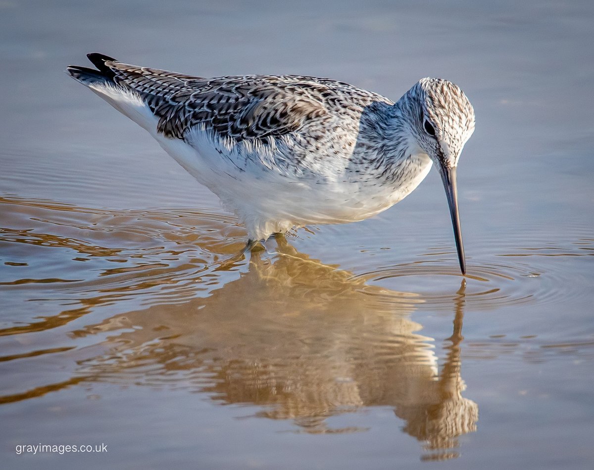 Sean Gray tweet media