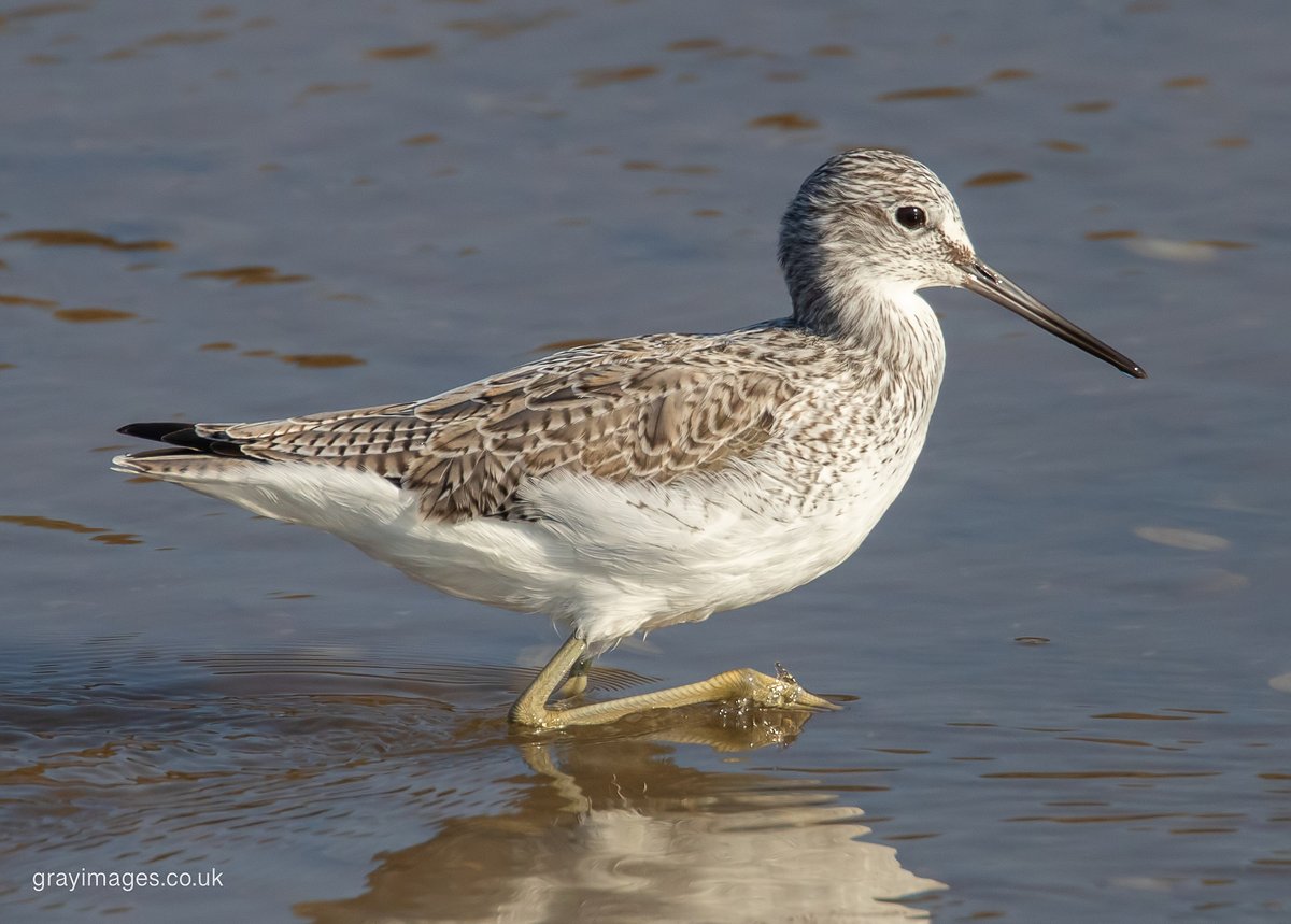 Sean Gray tweet media