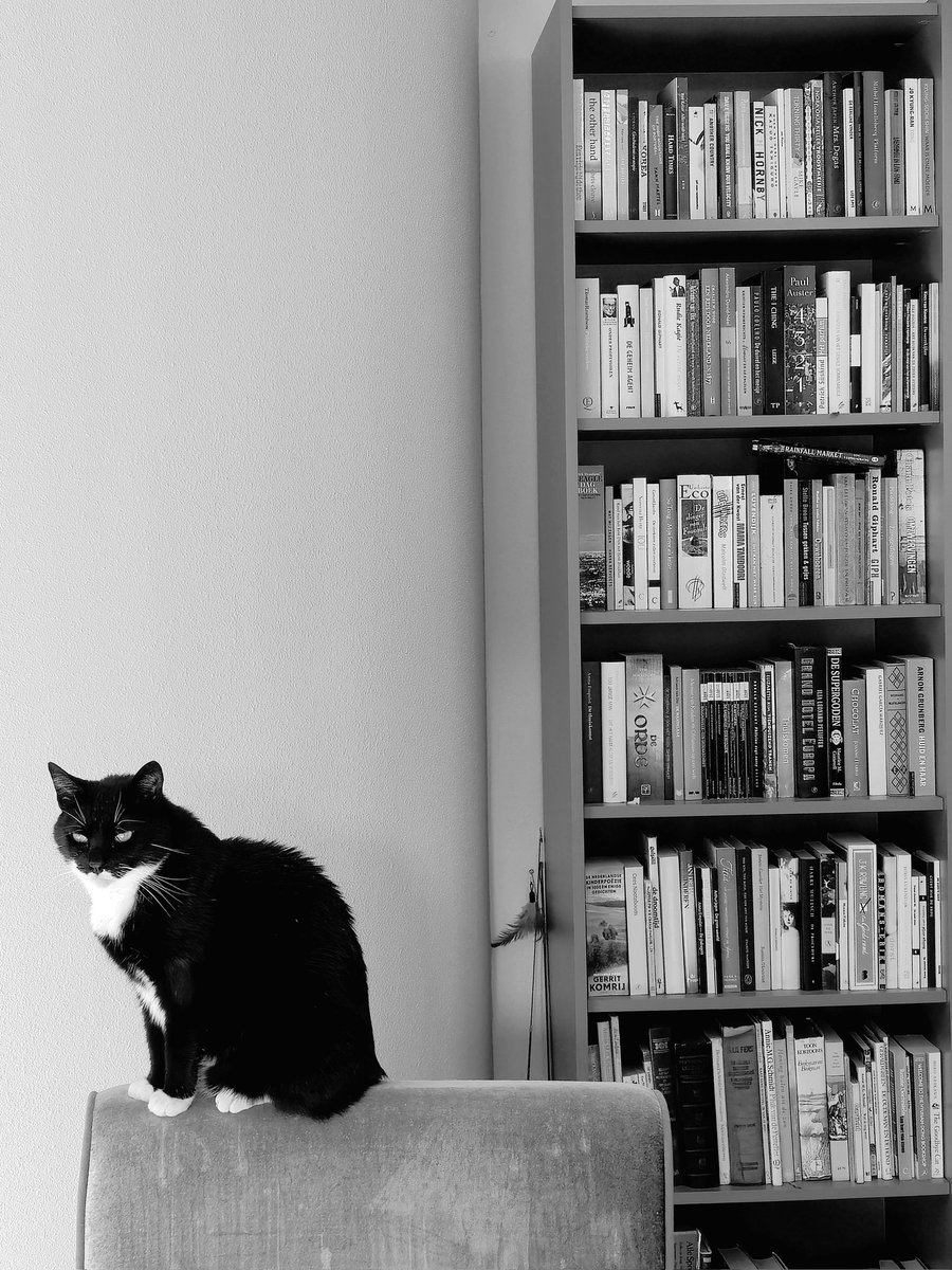 Edgar & Allan🌈 Poes plus Jacob Cat tweet media