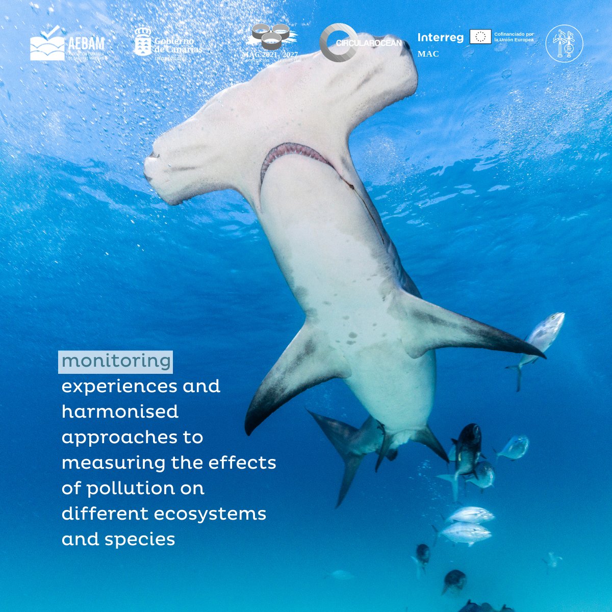 AEBAM Basuras Marinas tweet media