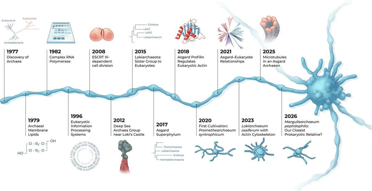 protasov_evgeni's tweet photo. Asgard archaea: have we found our microbial ancestors?
#microbiology #archaea #eukaryotes #evolution 
@EMBO 
https://t.co/turG8OAcIB https://t.co/h2pdShLlPr