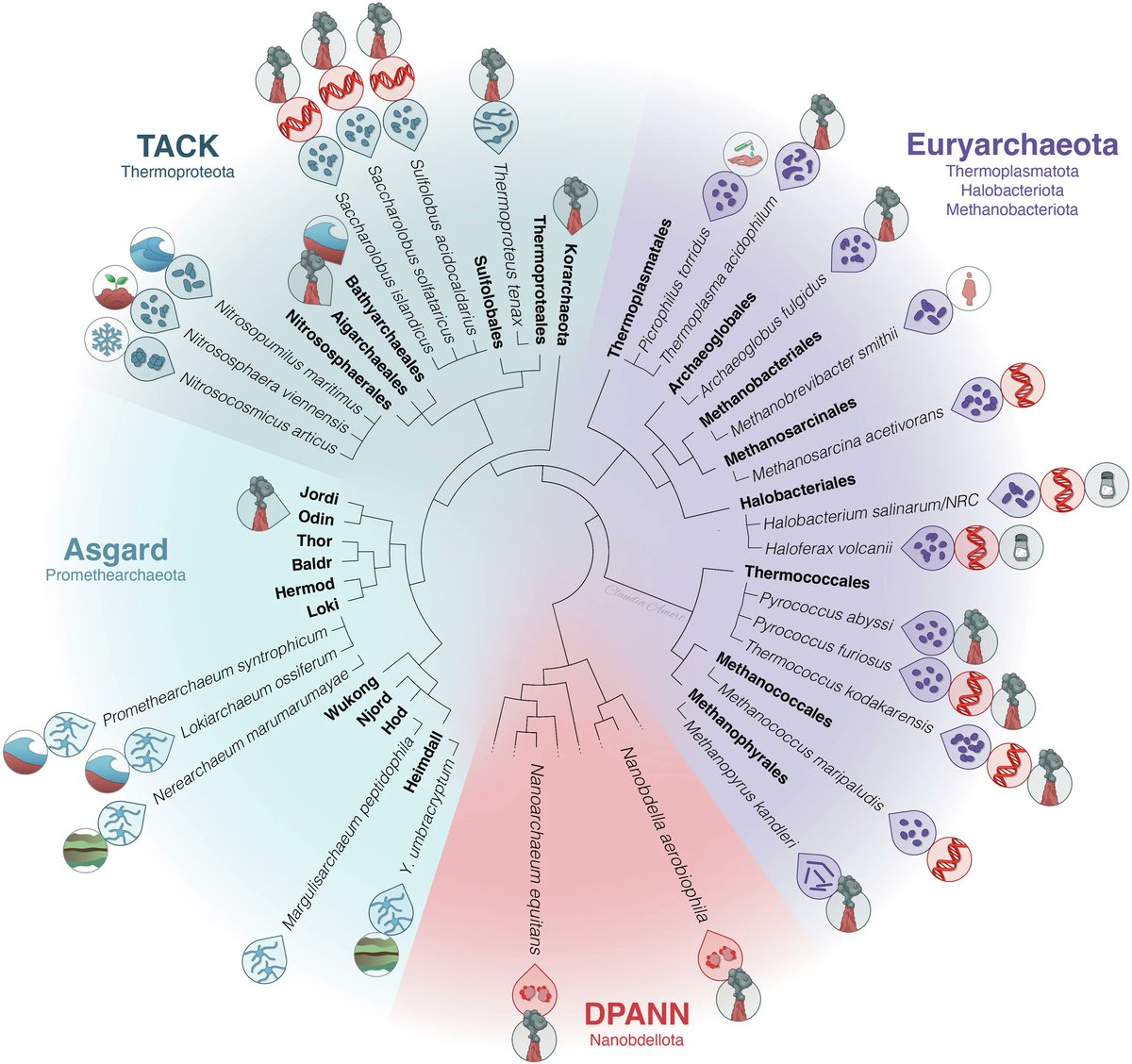 protasov_evgeni's tweet photo. Asgard archaea: have we found our microbial ancestors?
#microbiology #archaea #eukaryotes #evolution 
@EMBO 
https://t.co/turG8OAcIB https://t.co/h2pdShLlPr