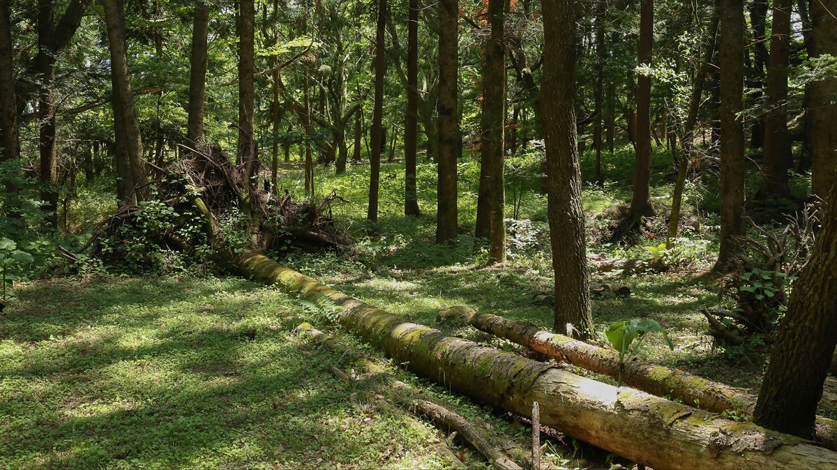 コスフォレスト｜自然コスプレスタジオ tweet media