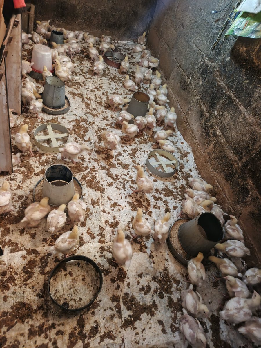 arewaafoodqueen's tweet photo. Good morning from the Mina's Kitchen farm 🐔
#minaskitchen
#minaskitchenfarm
#minasignature
#GrillACord
#broilers https://t.co/MXATq9ZxR6