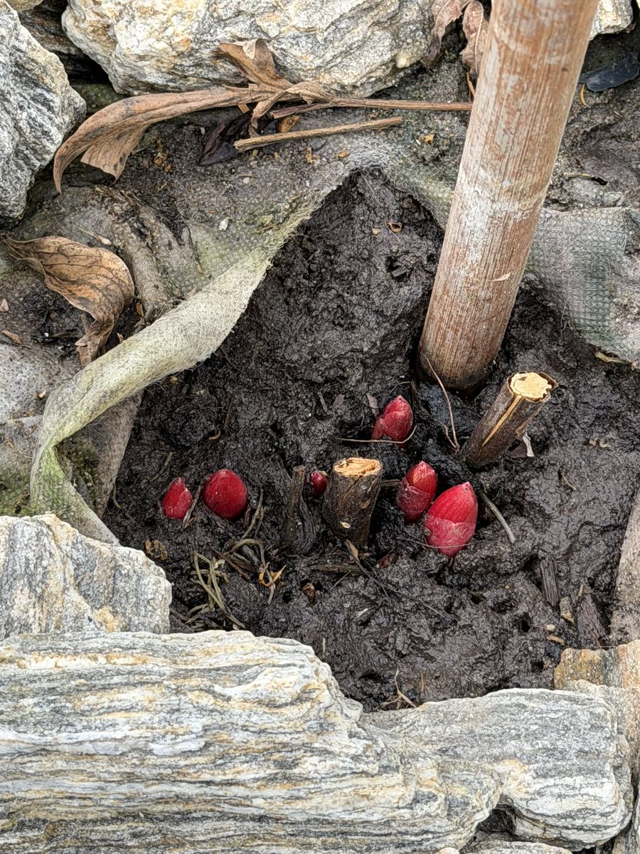 Міністерство полосок України tweet media