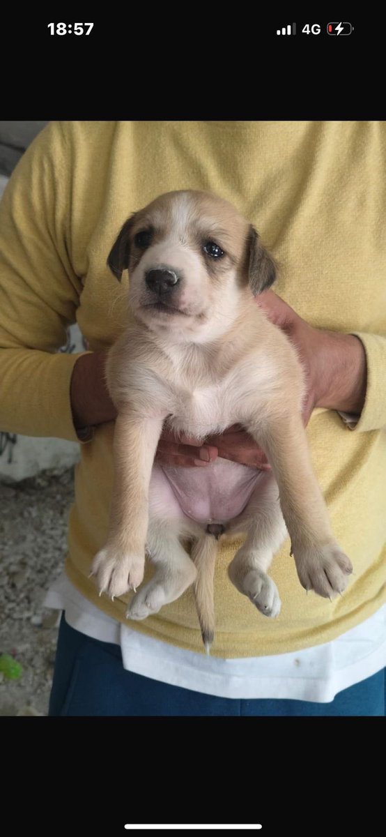 Abhishek Joshi 👨💻🐶 tweet media