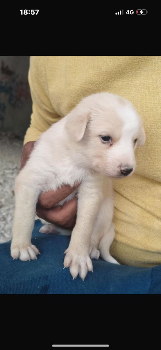 Abhishek Joshi 👨💻🐶 tweet media