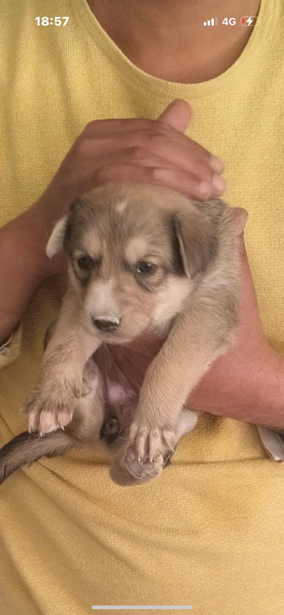 Abhishek Joshi 👨💻🐶 tweet media