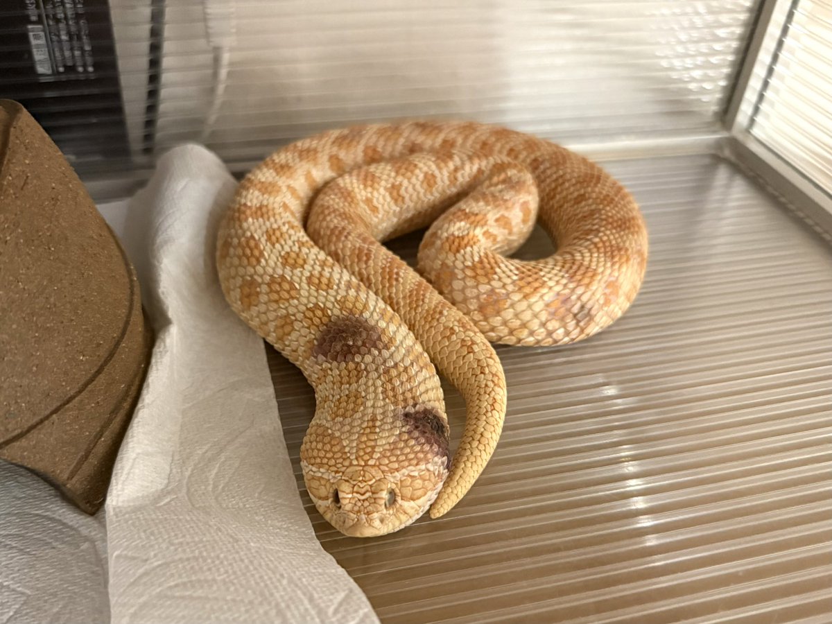 tkkrtm0w0's tweet photo. 【爬虫類の症状に知見のある方、お力添えください】
※ヘビ・痣の画像があります。

セイブシシバナヘビ、5歳、メスです。

昨夏から薄い痣が点在し、最近は痣が大きく、濃くなってしまいました。
病院はかかりつけとセカンドオピニオンに行きましたが、炎症が起こっているという事実しかわかりませんでした。念のためイエローファンガス（カビ）の検査を行っており、現在結果待ちです。

次にできることとしては、全身麻酔で皮膚を切除し病理検査に出すことで「病名が判明する可能性がある」とのことですが、リスクが高いため踏み切れません。

▼現状
・炎症が起こっている（診断名:炎症性組織）
・細菌検査では細菌が出ず（感染症ではなさそう）
・悪性腫瘍なし
・顔まわりのむくみあり（レントゲンの結果、一時的な内服薬の影響か？）
・1か月摂餌なし
・半年以上脱皮なし
・既往歴として定期的に血便あり
・本日から1日2回ラミシールクリーム塗布

弱毒性のヘビは薬の反応が薄く、セイブシシバナヘビについては薬剤データも揃っていないようです。

様子が変わるたびに病院には行っていますが、診断名が出ないため何をすれば効果があるのか分からない状態です。

本人に痛みなどがなく、見た目だけの問題であればこのままでも良いのですが、摂餌がなく、むくみの影響で気管が細くなっているのか、大きく口を開けてもがいていることもあり、見ていて辛いです。

できることはしてあげたいので、些細なことでも構いませんので似たような症状を見たことがある方はアドバイス等いただけますと幸いです。

#セイブシシバナヘビ #爬虫類 #拡散希望