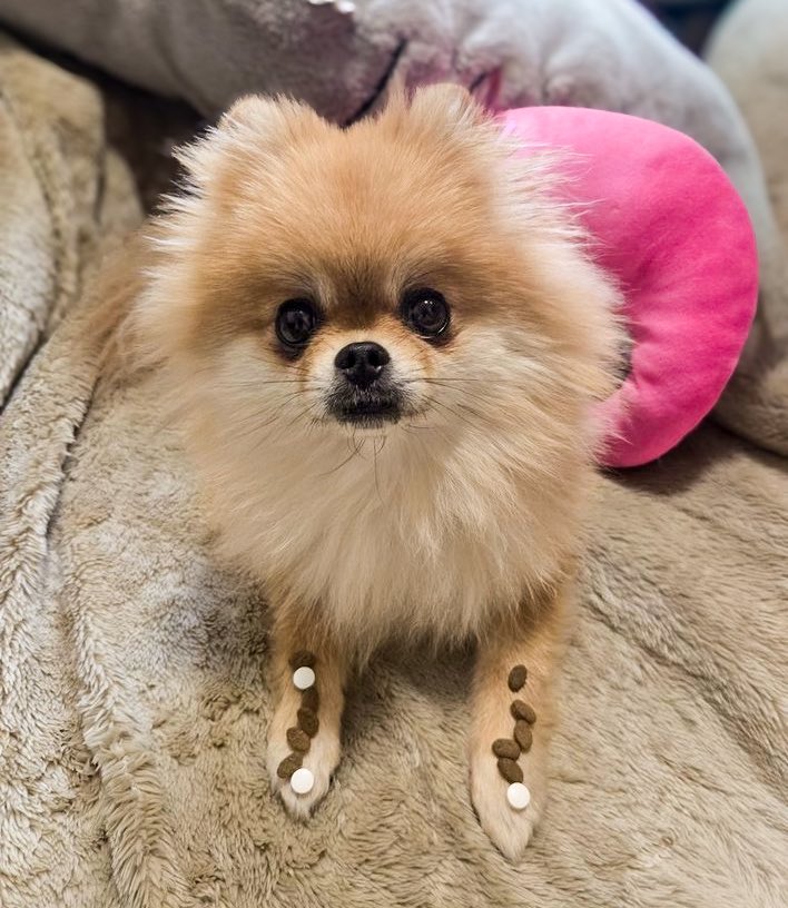 EBIKECHI tweet media