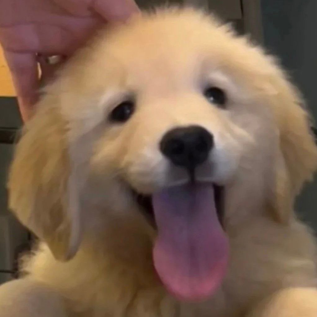 ตี๋ตี๋เหมือนลูกหมาอ่ะะะะ แบบนี้🐶