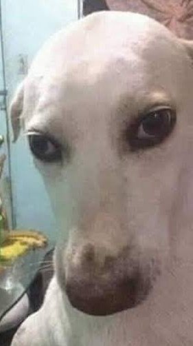 fuí al supermercado con mi mamá y le dije que no sé escoger 🥑, a lo cual llegó un señor del supermercado a coquetearme mientras me explicaba cómo