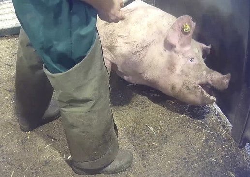 Graham Ⓐ 🏴 Ⓥ Use ALT tweet media