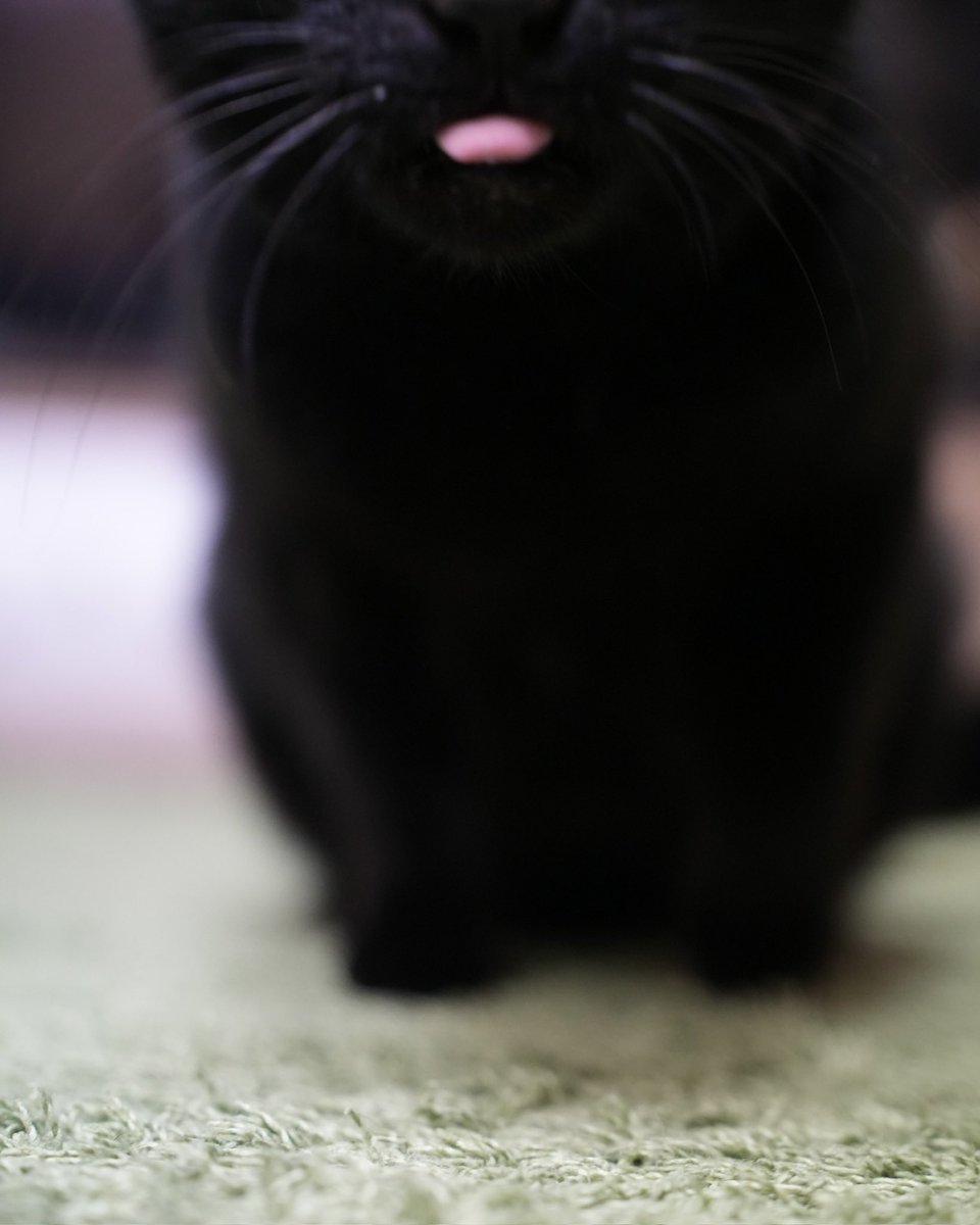 黒猫つくねちゃん太しっぽ (@oreo_blackcat) / Posts / X