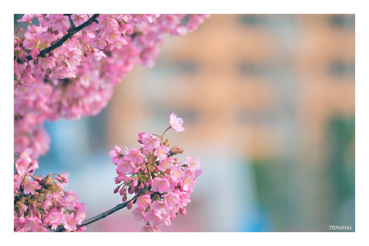 TERAHAL🐱 tweet media