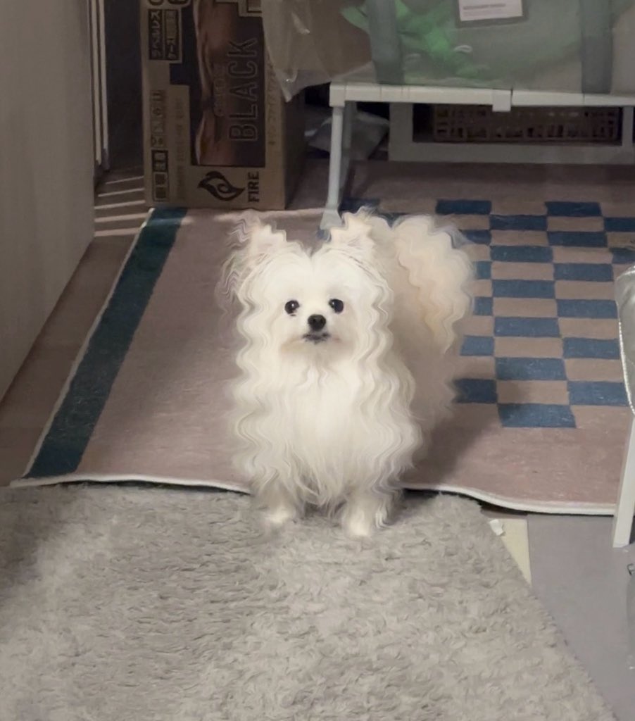 かわいーぬ (@kawai_nu_san) / Posts / X