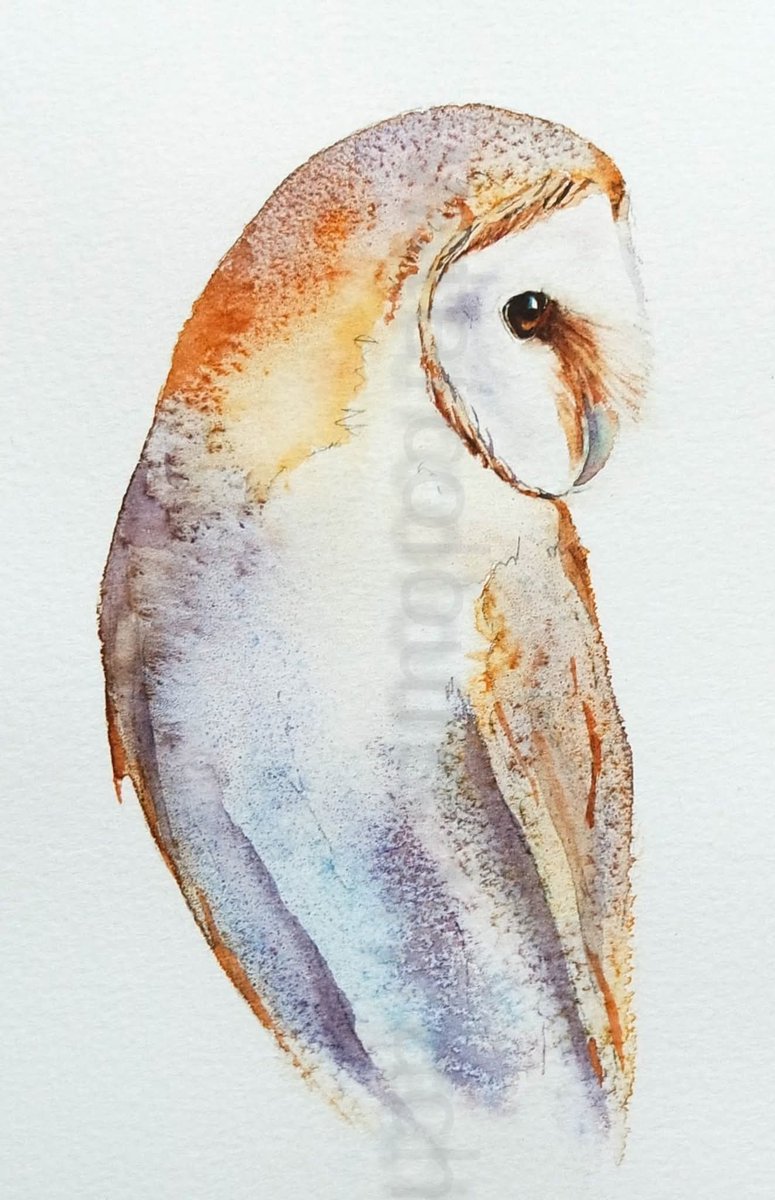 Elidanza's tweet image. Barn Owl - the poetry of silence 

Happy Friday x

#watercolour #barnowl #simplicity #wildlife #art