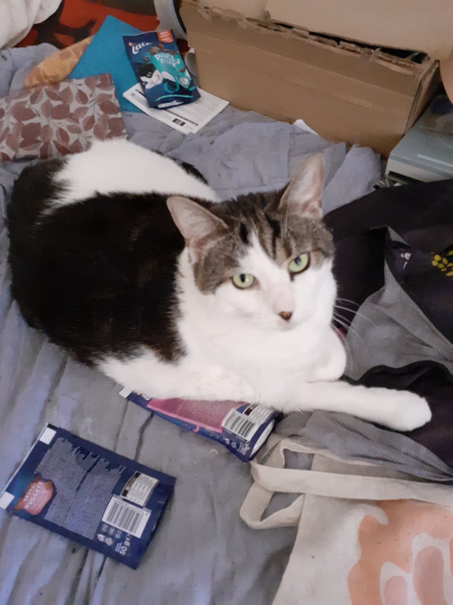 Vicky laying on the treat bag guarding them lol...we love her so much ...aint she a cutie tho... 🩷😻😘🥰😍 #CatsOfTwitter  #CatsOfX  #catlover  #catlovers