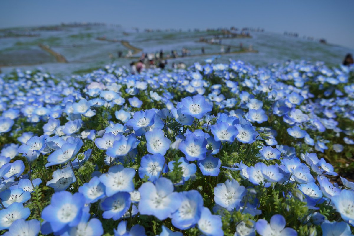 kanko_ibaraki's tweet photo. 国営ひたち海浜公園が2026年のネモフィラ開花予想を公開💠
今年は4月11日頃に「見頃（7分咲き）」、4月16日頃に「見頃」を迎えると予想
※例年、見頃のピークは1週間～10日程

こちらのアカウントでも開花情報を随時発信するのでお楽しみに！

詳細👇
https://t.co/ogYLIP9dJr

#ネモフィラ #茨城県 https://t.co/htIciYyNXF
