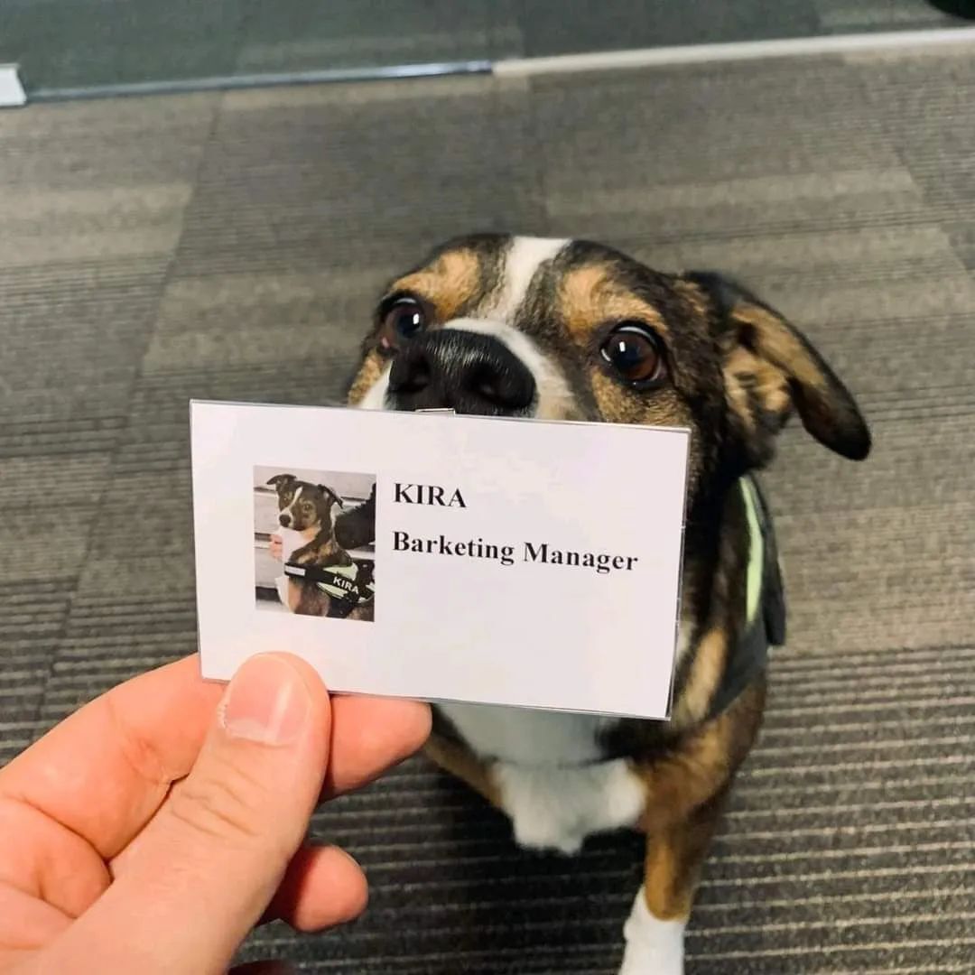 WholesomeMemes (@wholesomememe) on Twitter photo 