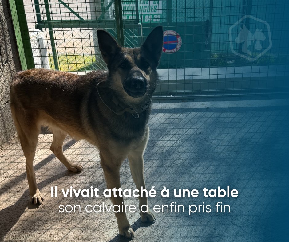 Défense de l'Animal tweet media