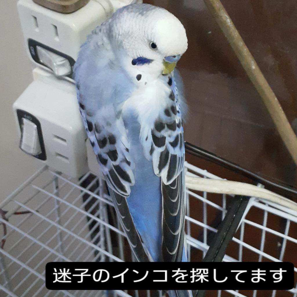 OaSnxFNQt3pwhh4's tweet photo. 迷子のくうちゃん♂️2歳を探しています。埼玉県越谷市です。
情報ありましたら連絡お願いします。 https://t.co/Gi1ihD15YO