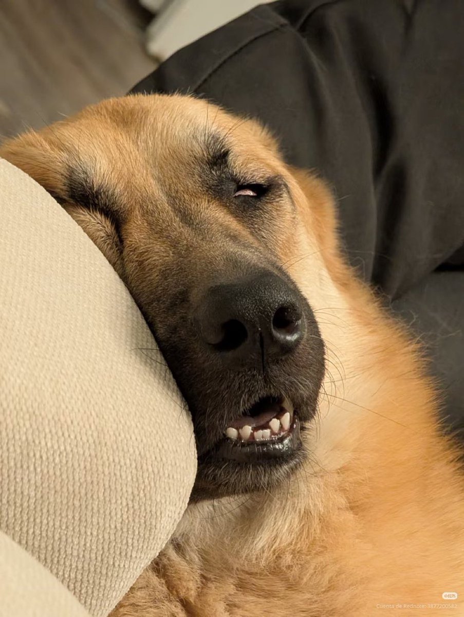 everything dogs 🐶 (@everythingdogss) on Twitter photo 
