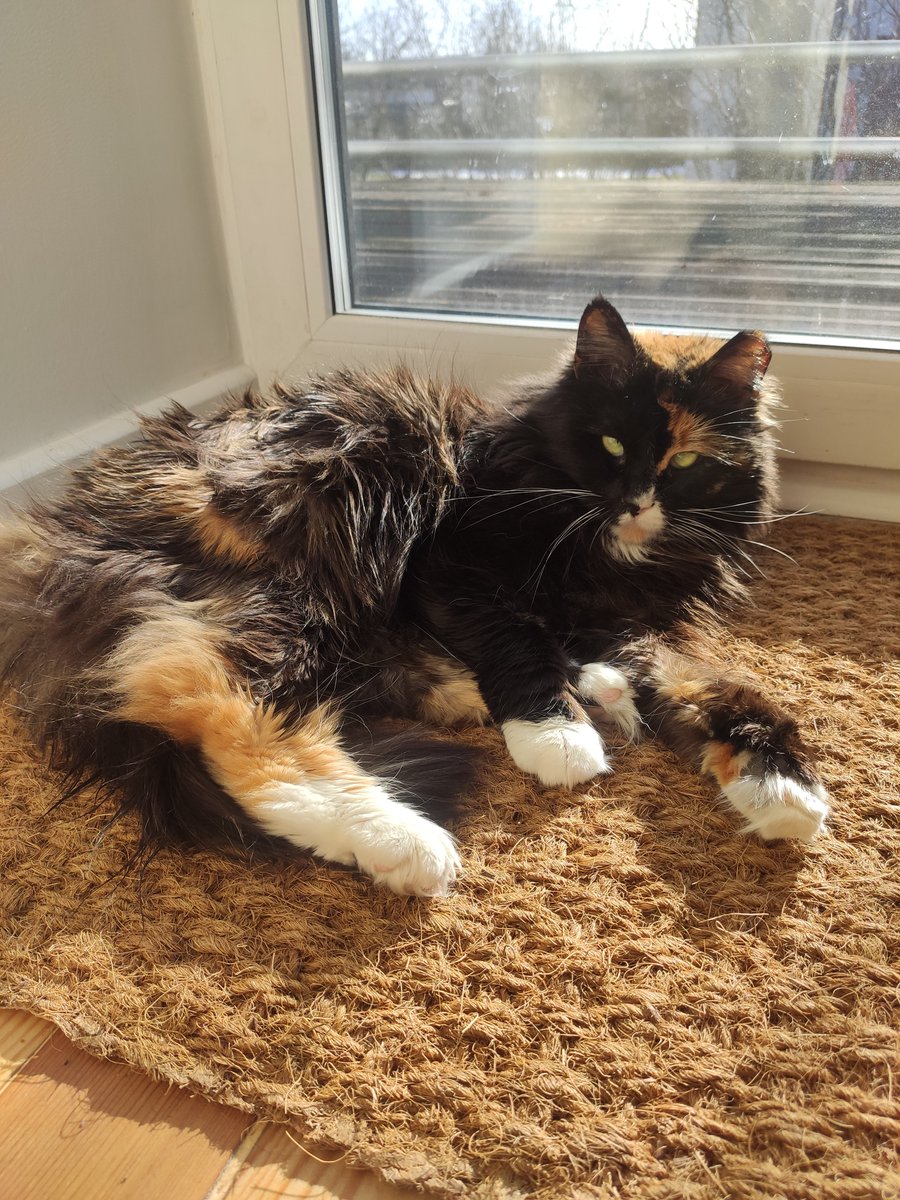 Lounging in the son ☀️