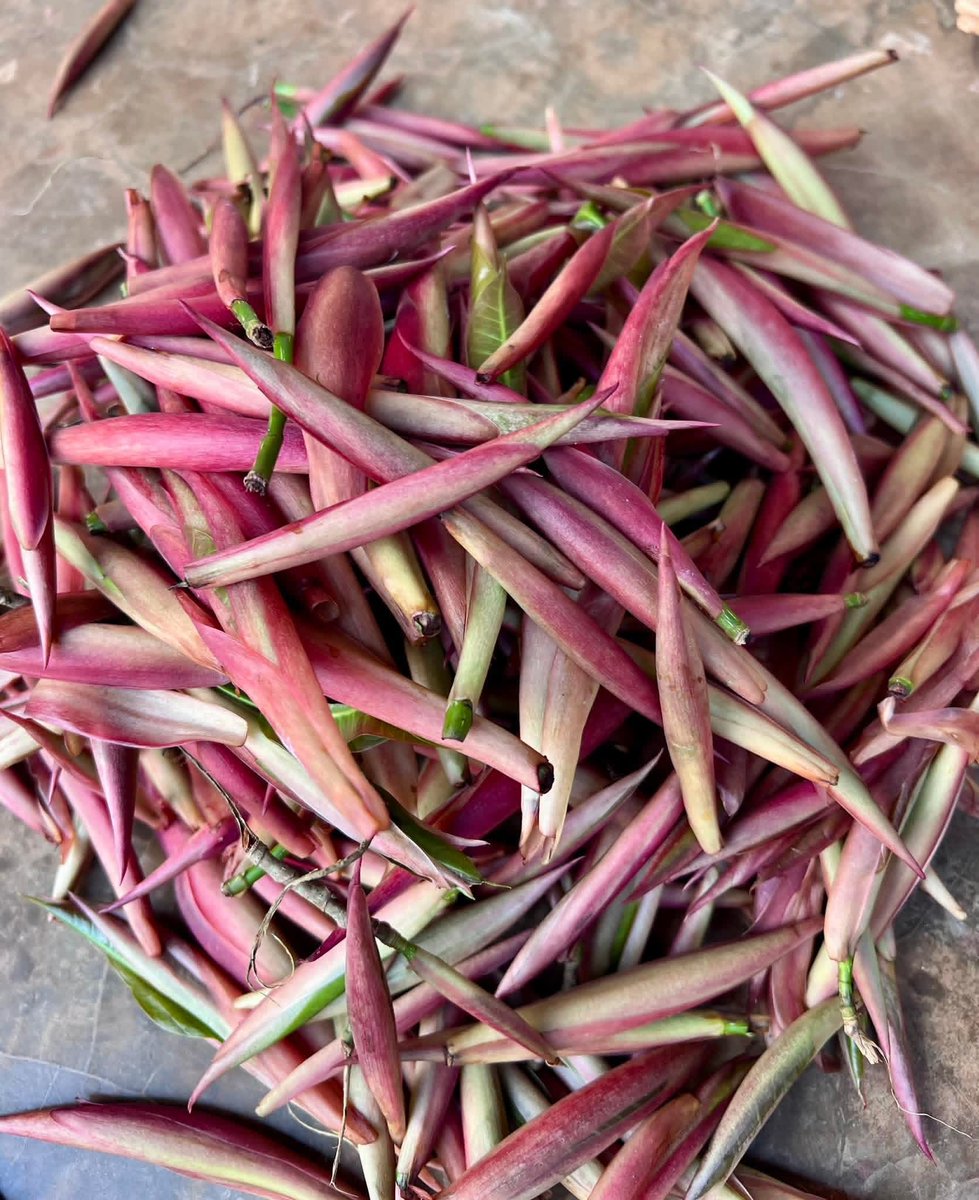 Saurav Dhakal tweet media