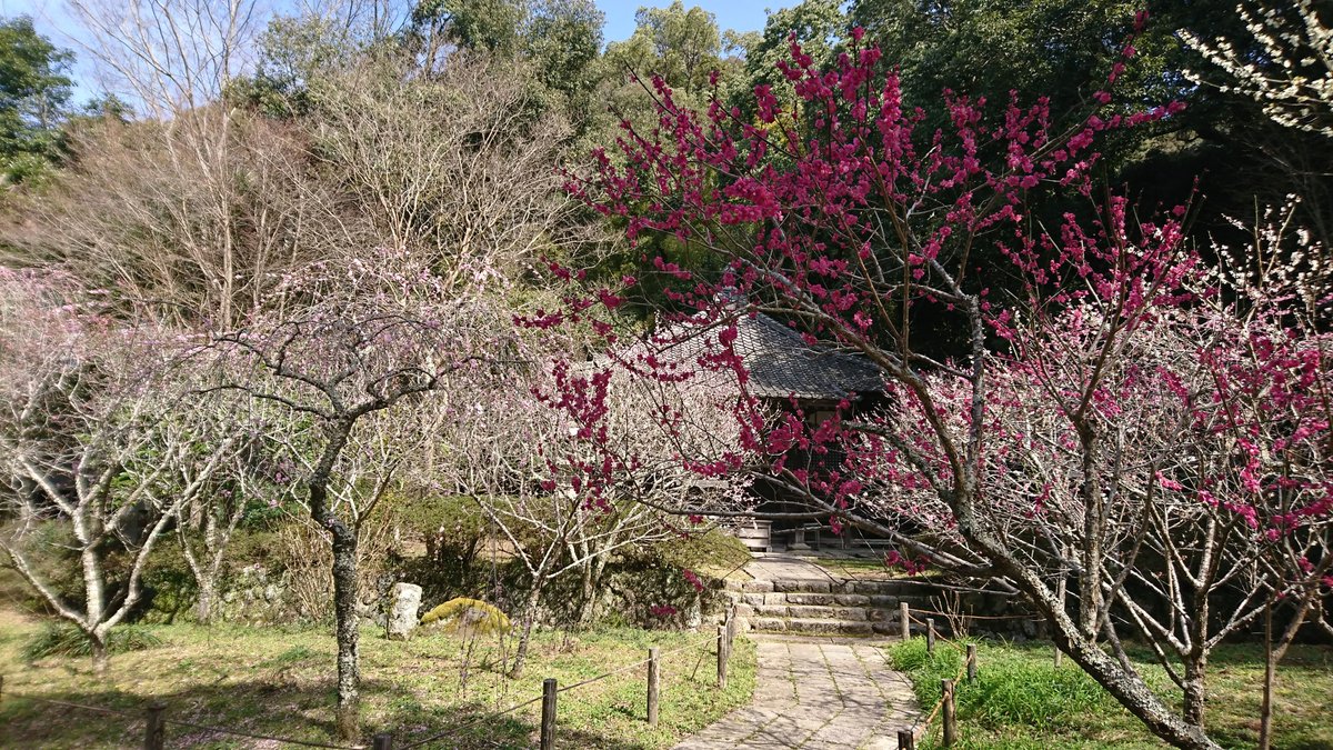 Kanshin-ji, historically significant temple and plum tree hotspot in southern Osaka.

Both main hall and the statue of Kannon within are national treasures.

The grounds also contain a grave containing the head of famous 14th century samurai Kusunoki Masashige.