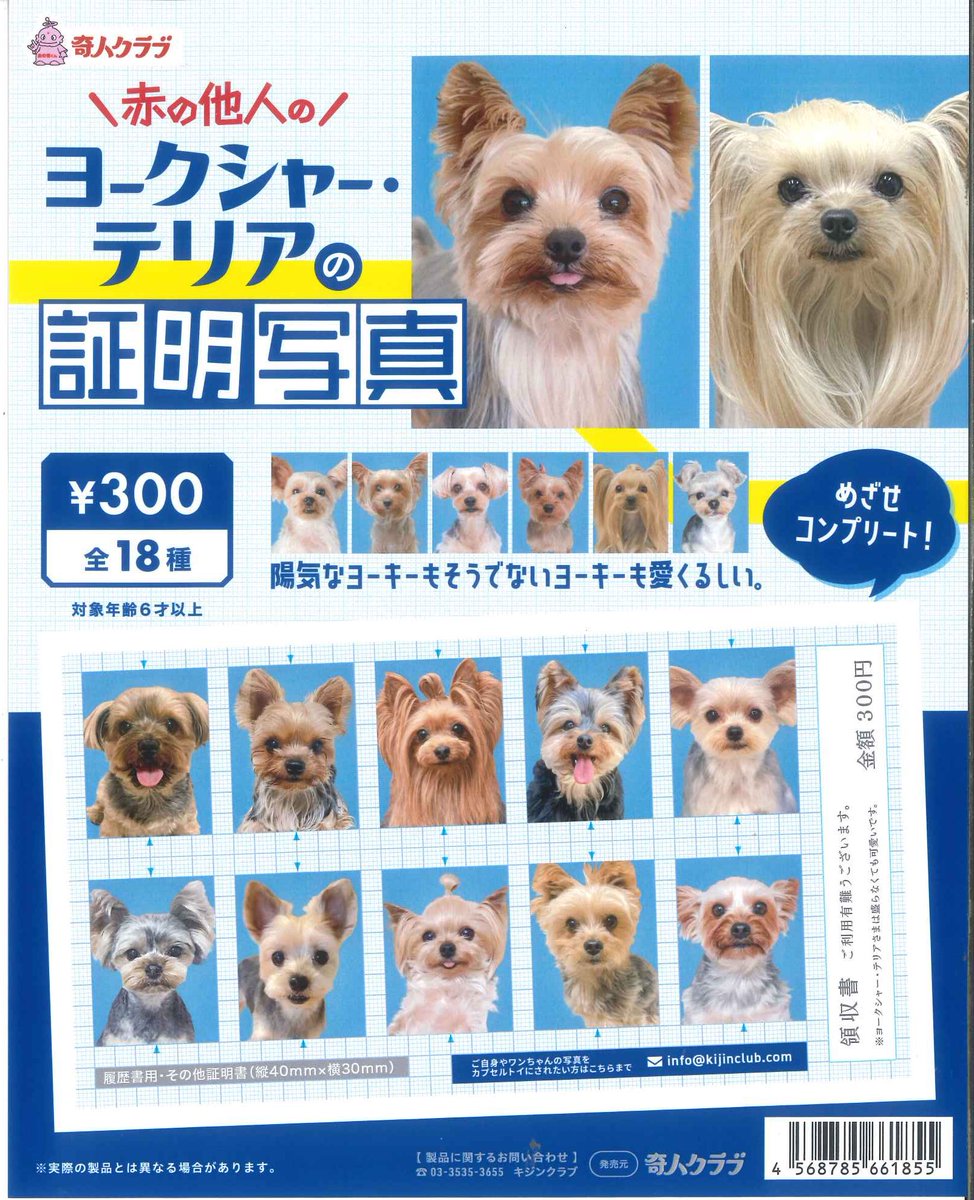 🌼本日の再入荷商品🌼 🫧 ヨークシャー・テリアの証明写真 🫧 カエルの