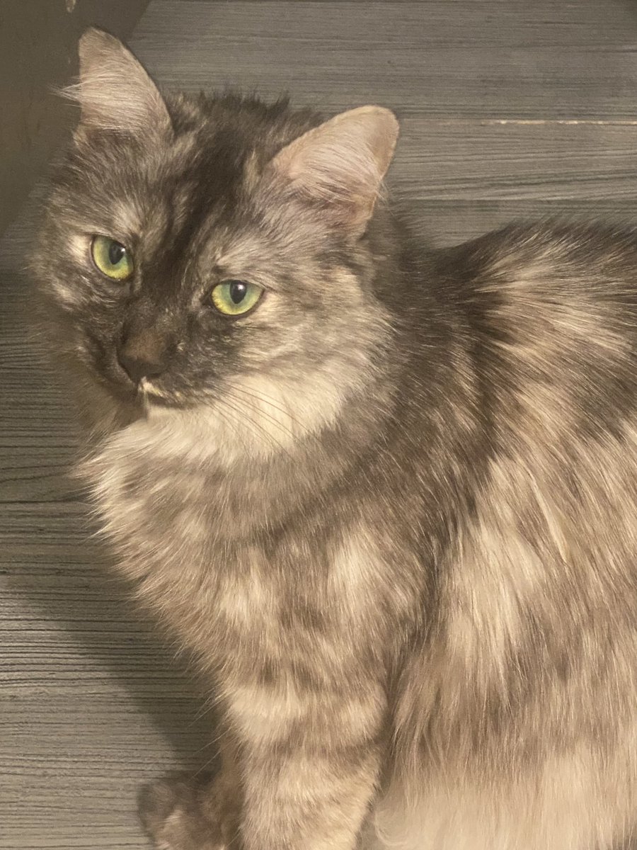 Paweł Perepelica tweet media