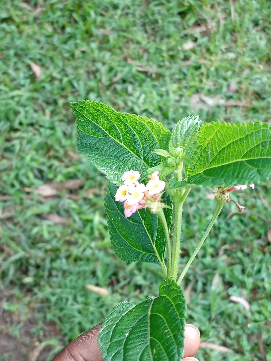 Wimbwira_Ubusa🇷🇼 tweet media