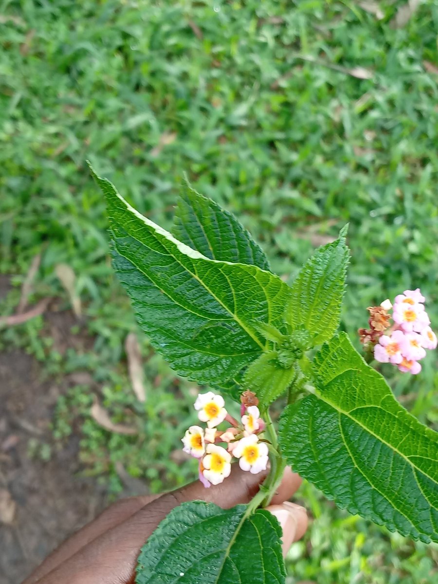 Wimbwira_Ubusa🇷🇼 tweet media