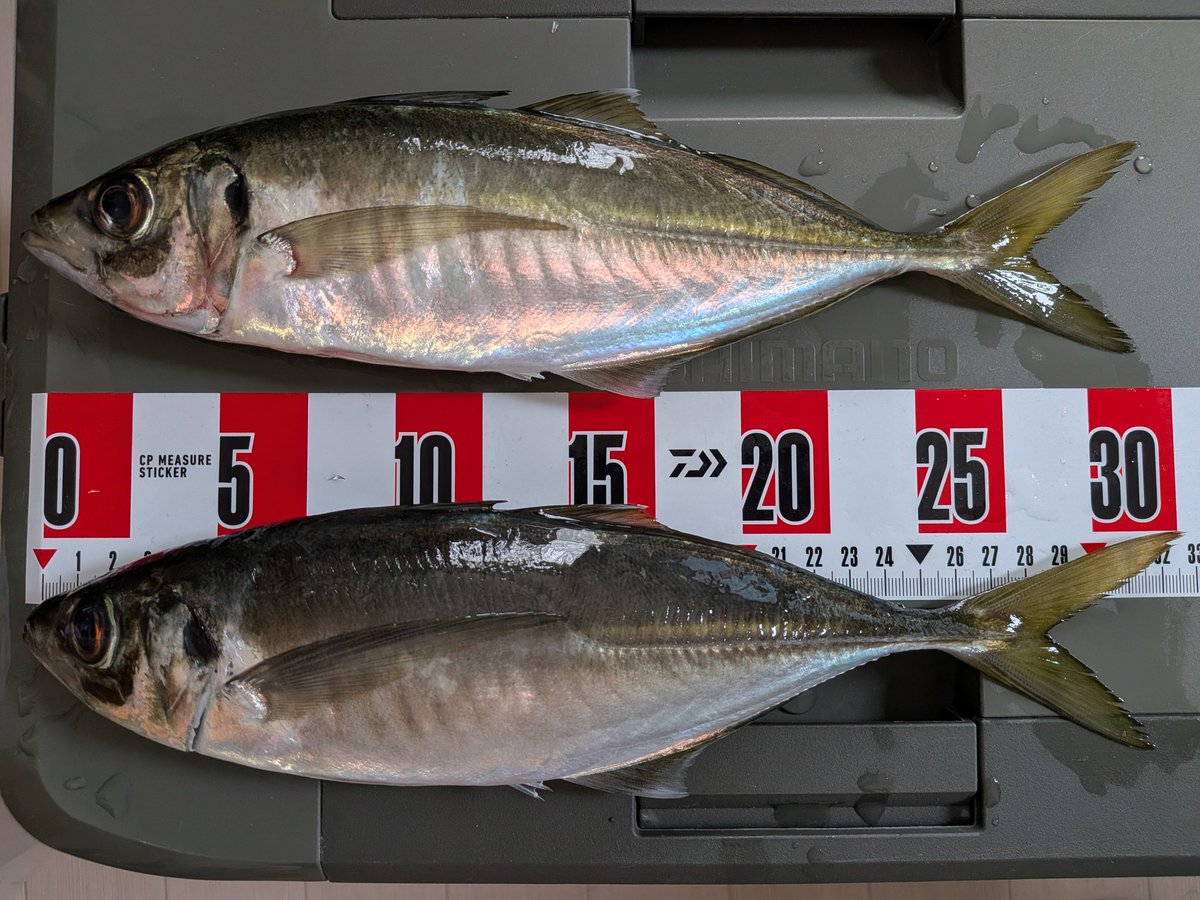 mWhCzmY22k9631's tweet photo. 昨夜の釣果です。
デカアジシーズンもそろそろ終了ですかね。サイズがだいぶ落ち着いてきました。
尺オーバーなら昨シーズンも4月まで釣れていたので、まだ狙えると思います。
#アジング
#西湘
#尺アジ
#BlueCurrent3
#ヤマガブランクス https://t.co/q3F409DgMx