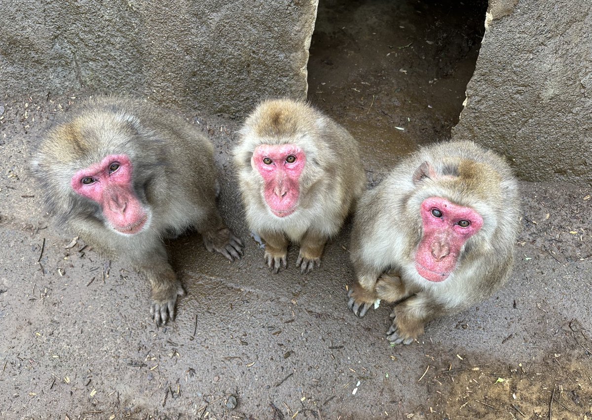 ＊ネッシン一周忌＊
献花台へ沢山のお供物をいただきました。ネッシンの事を考え選び、園までお持ちいただきありがとうございます。中にはネッシンの味わい深さを感じる素敵なイラストも…本当にありがとうございます。
#高尾山さる園野草園　#ネッシン一周忌　#mttakao #snowmonkey #ニホンザル