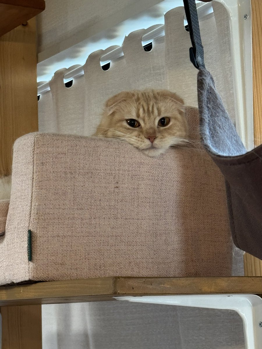 cham_chuno's tweet photo. なにそれ！！！！！あざとすぎます！！！！！

#cat #猫のいる暮らし #猫好きさんと繋がりたい https://t.co/d9sivhErpR