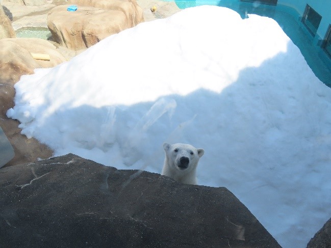 ブログ更新しました！
「ガチ(本気)で」
kobe-ojizoo.jp/blog/date/2026…

ブログ内でふれた、国際ホッキョクグマの日「環境エンリッチメントのお話」はYouTubeにて公開中です！あわせてぜひご覧ください🐻‍❄️
＃王子動物園