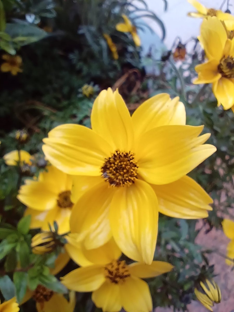 Arnau Cabeza Garrido tweet media