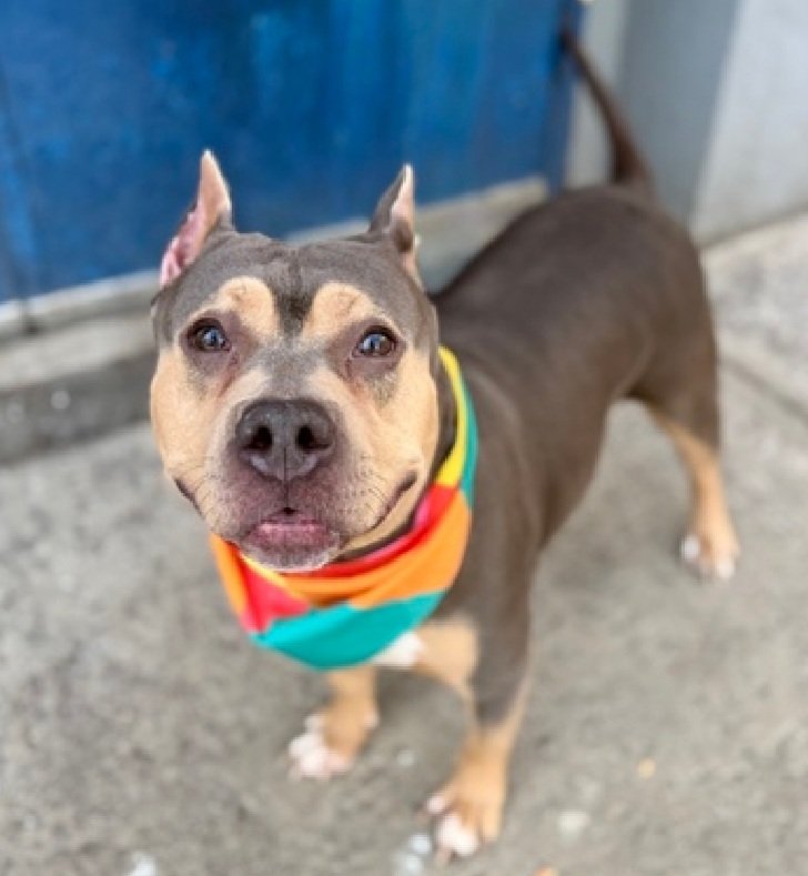IN LOVING MEMORY OF JAMBALAYA ♥️ KILLED 
3/4/26 BY NYCACC 💔😭 Very beautiful young 
2yr Girl... she was dumped by her owner..
She warmed up to staff playing fetch...so pretty 
and unique.... she didn't deserve this 
In Rememberance ♥️ 
You MATTERED SWEETHEART ♥️🙏✝️♥️🌹🌈