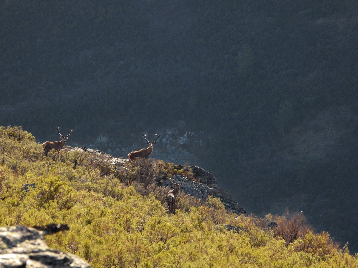 Jose Ruiz tweet media