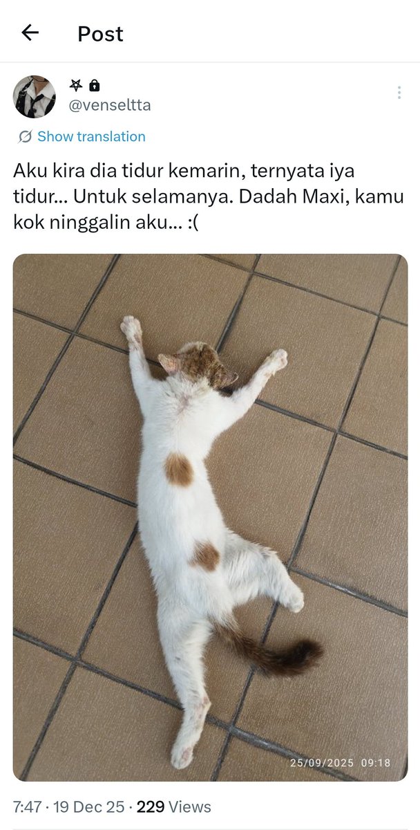 jyuenho's tweet photo. @withaseulc @wooyoungjz Juga aku gak pernah peduli soal RL mu itu.

( Terutama kamu bawa kesedihanku karena kucingku yang meninggal Maxi. Kamu kira aku drama nangisin kucing? Katanya cat lover. Waktu Maxi meninggal aku inget kakak ngehibur aku. ) https://t.co/OCt0lp06Gq