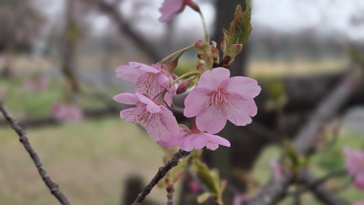 河津桜 】 河津桜が見頃となりました。 曇空ですが薄ピンクの花が沢山