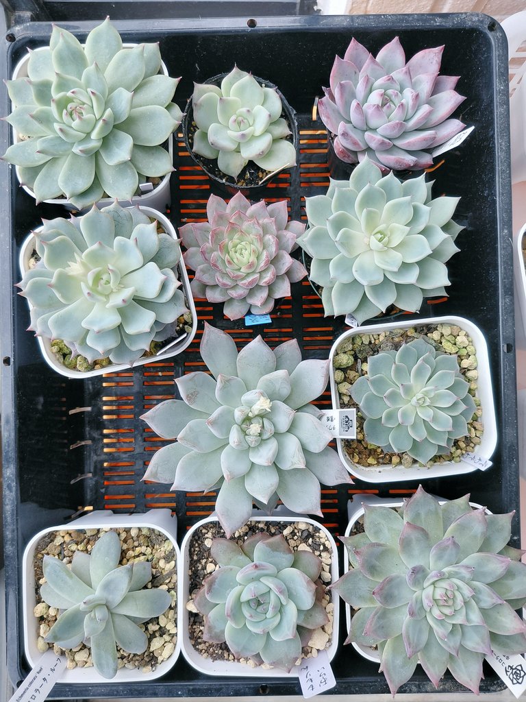 ぱっちゅーた tweet media