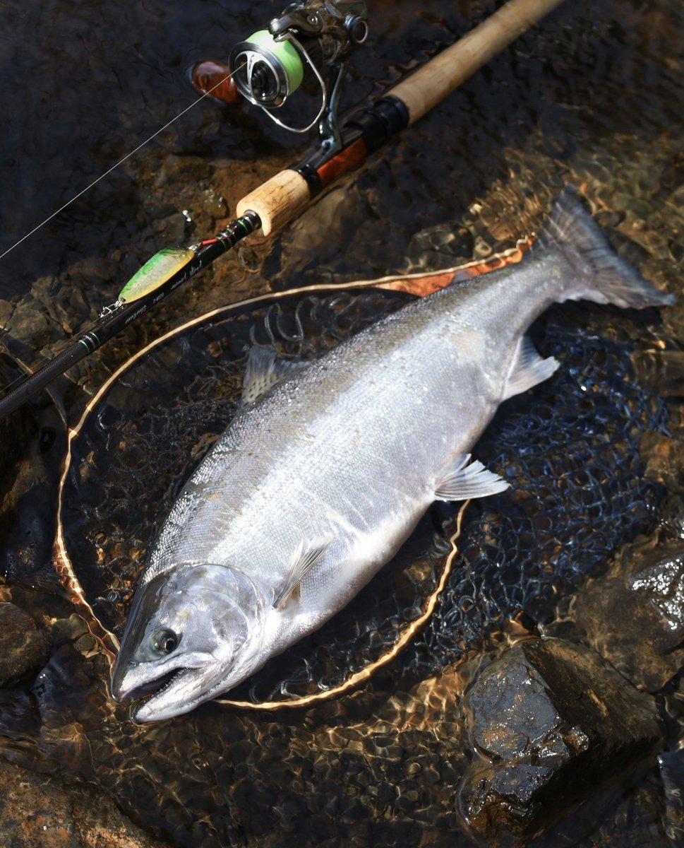 ティムコ トラウトフィッシング (@tiemco_trout) / Posts / X