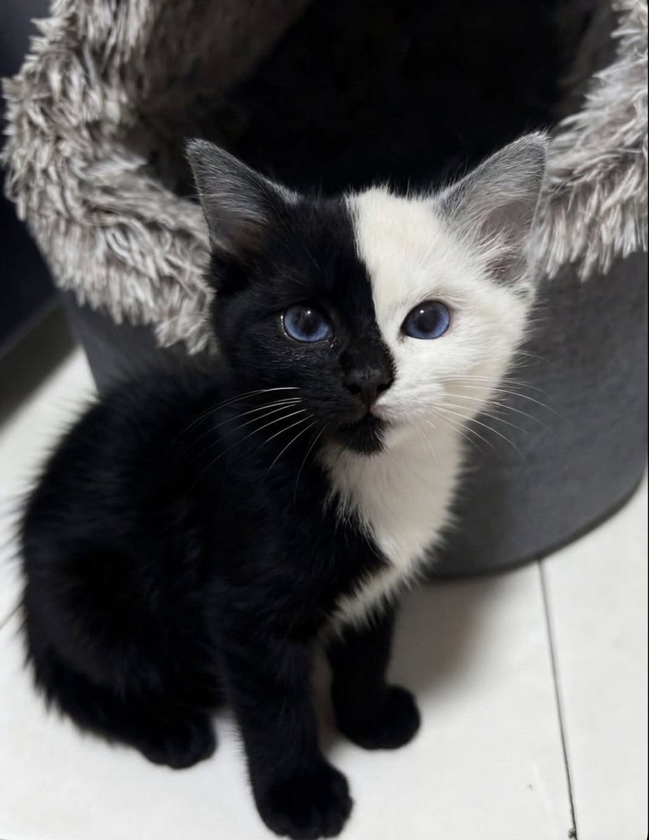 The Pets 𝕏 tweet media